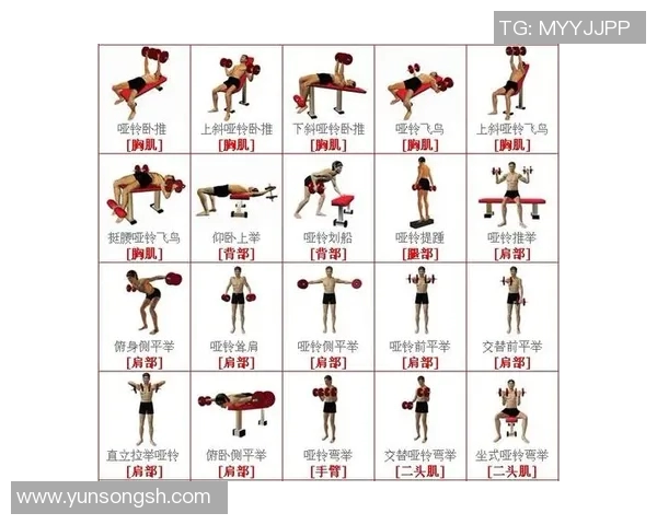 哑铃弯举15kg的训练水平分析及适合人群探讨